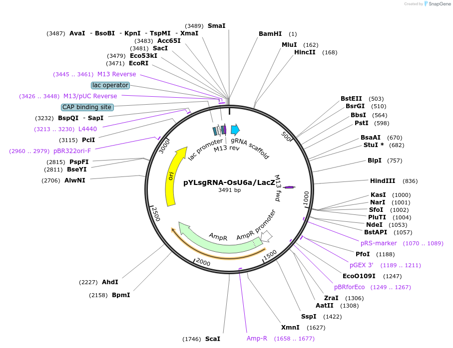 66195-plasmid-map-sequence-id-112924