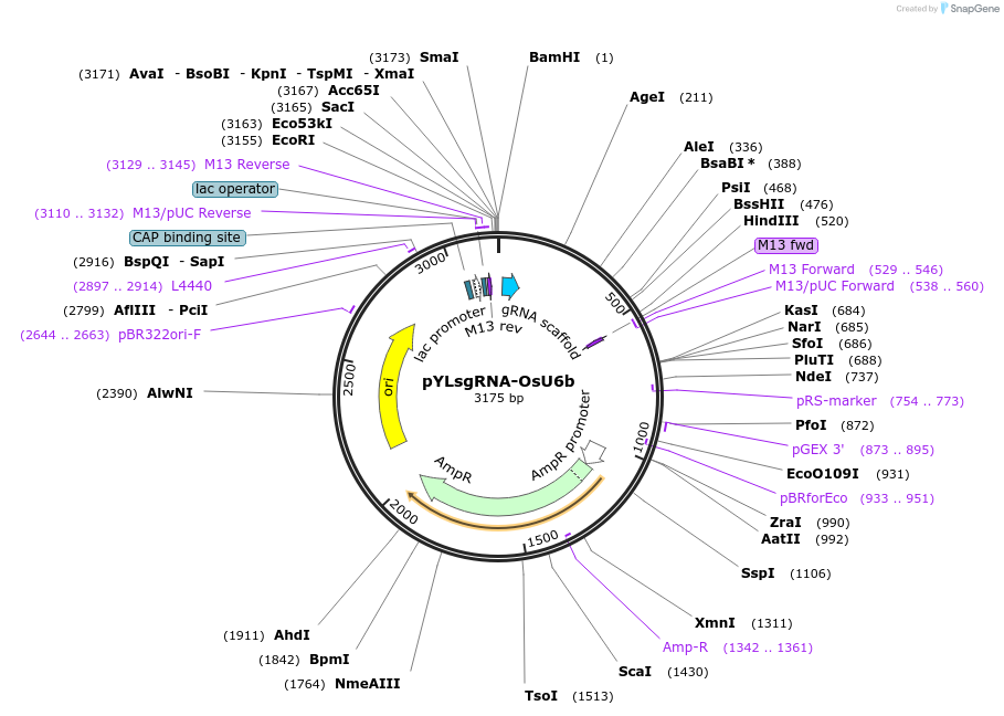 66196-plasmid-map-sequence-id-112925