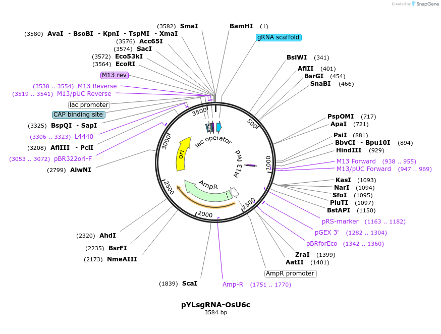 66197-plasmid-map-sequence-id-112926