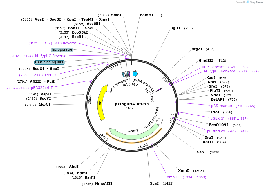 66198-plasmid-map-sequence-id-112927