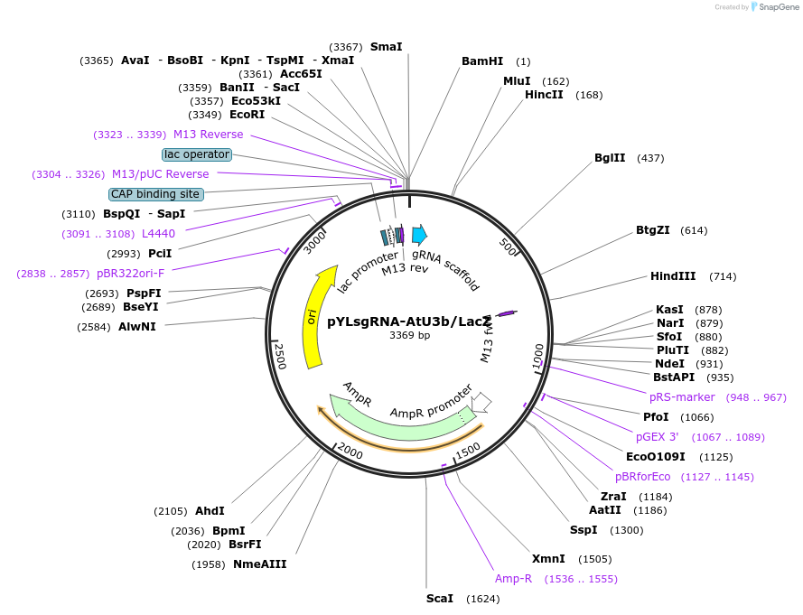 66199-plasmid-map-sequence-id-112928