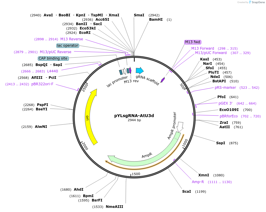 66200-plasmid-map-sequence-id-112929