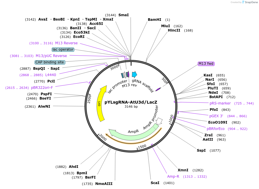 66201-plasmid-map-sequence-id-112930