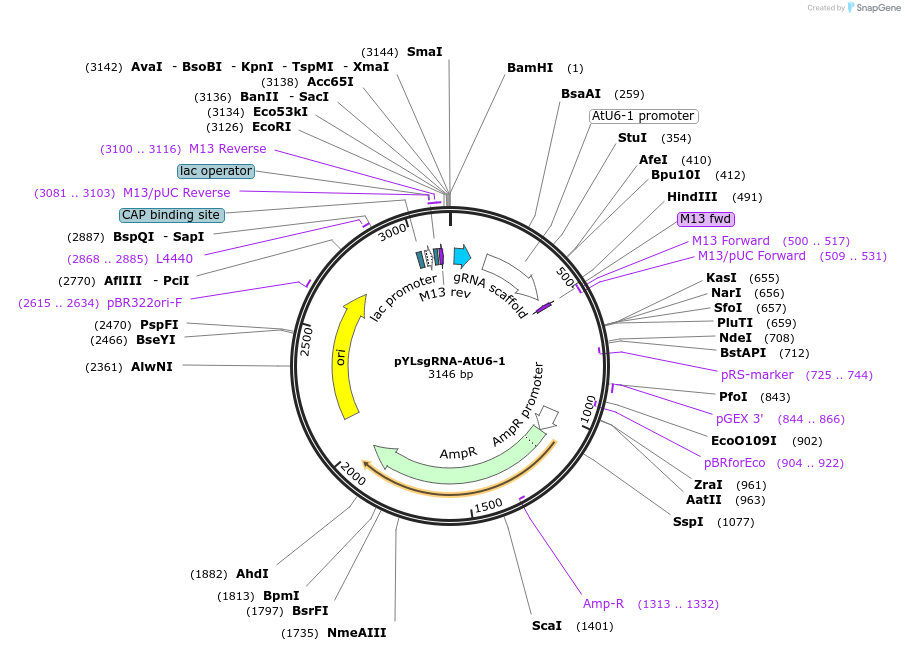 66202-plasmid-map-sequence-id-112931