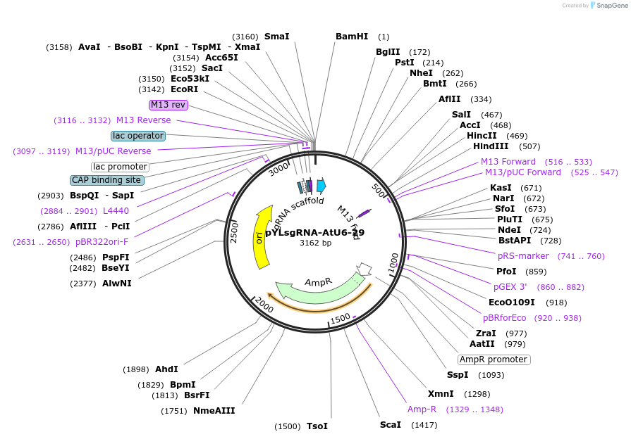 66203-plasmid-map-sequence-id-112932