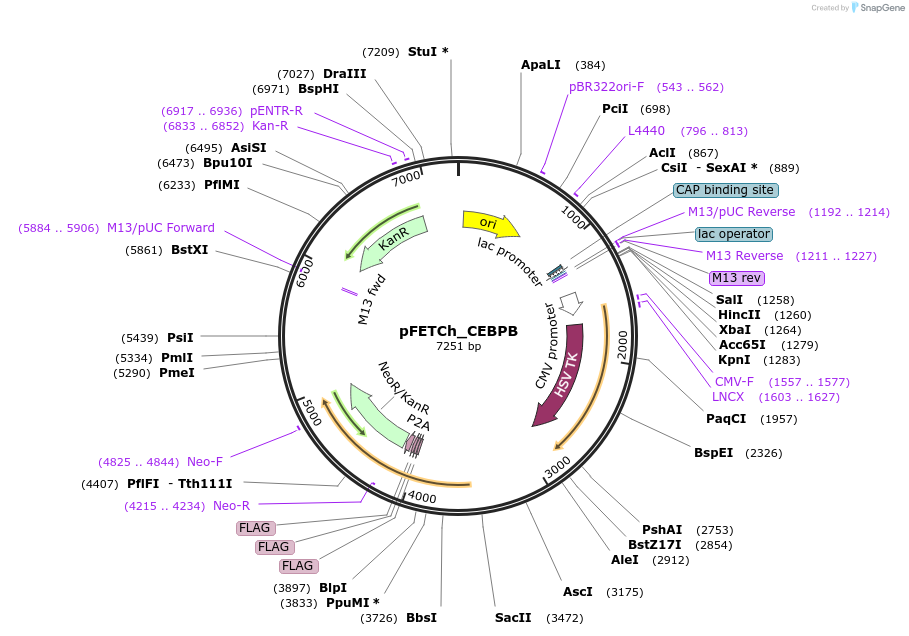 64055-plasmid-map-sequence-id-112963