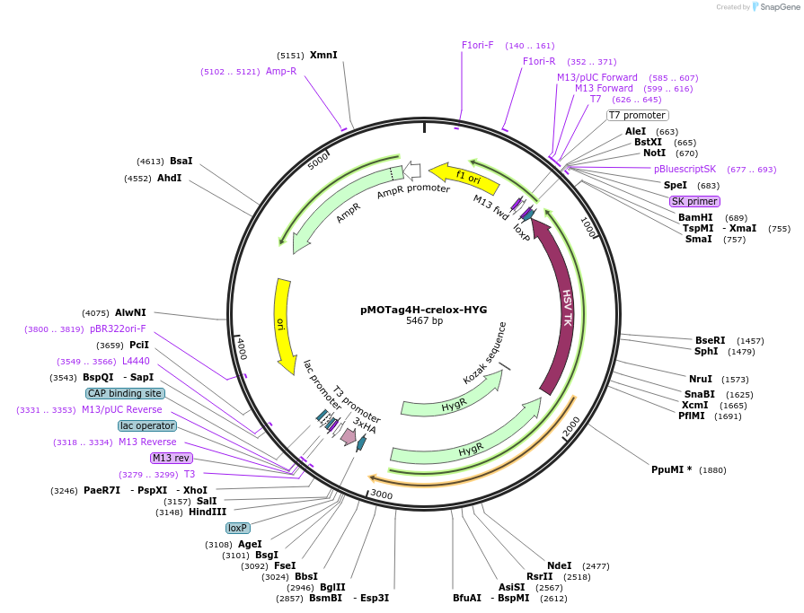24027-plasmid-map-sequence-id-11298
