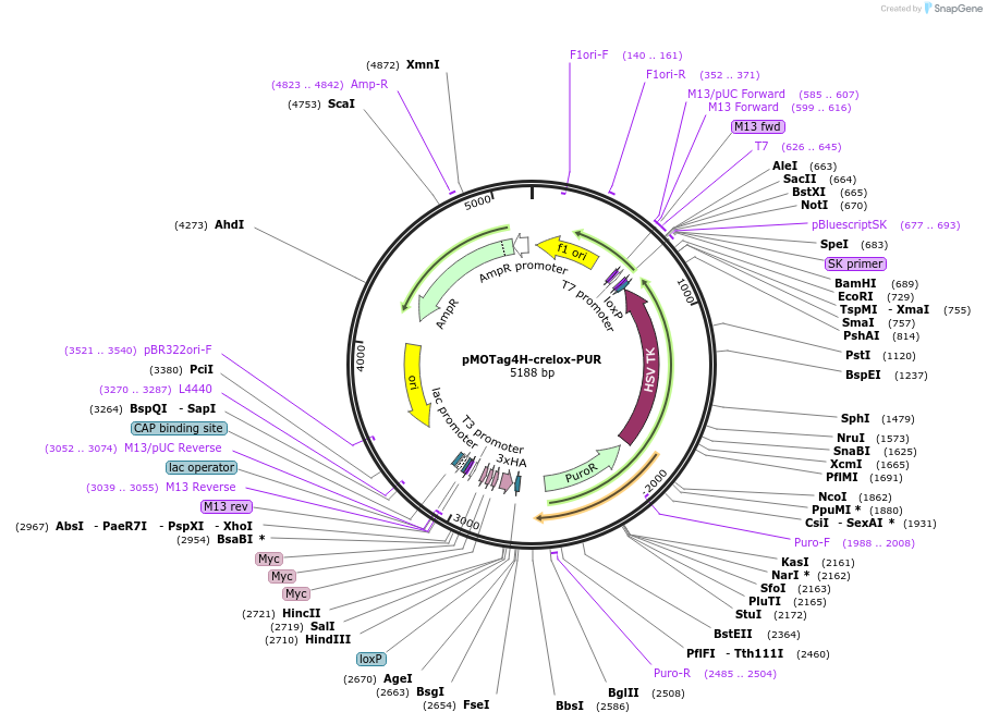 24028-plasmid-map-sequence-id-11299