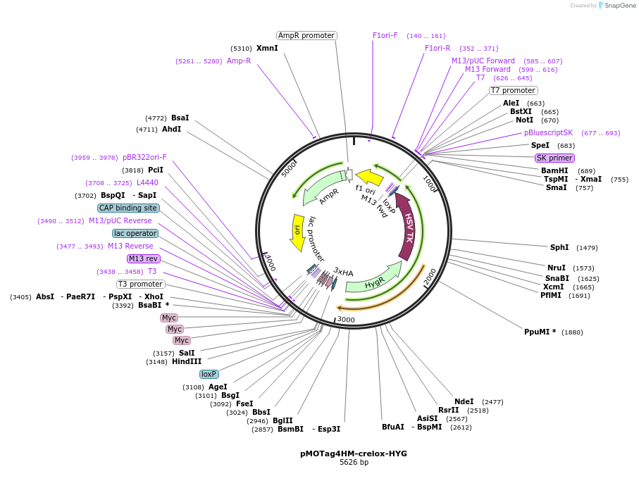 24029-plasmid-map-sequence-id-11300