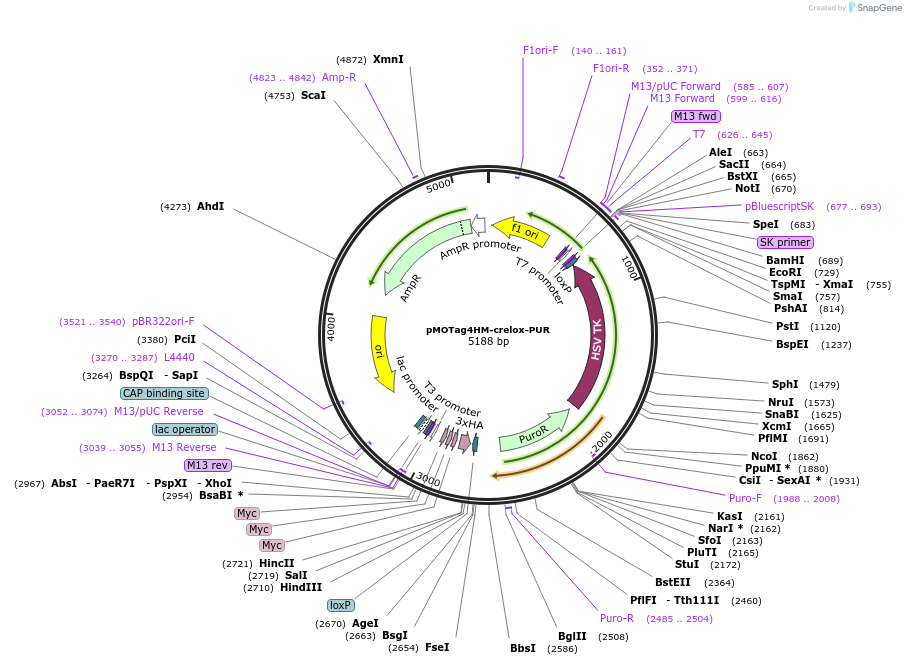 24030-plasmid-map-sequence-id-11301