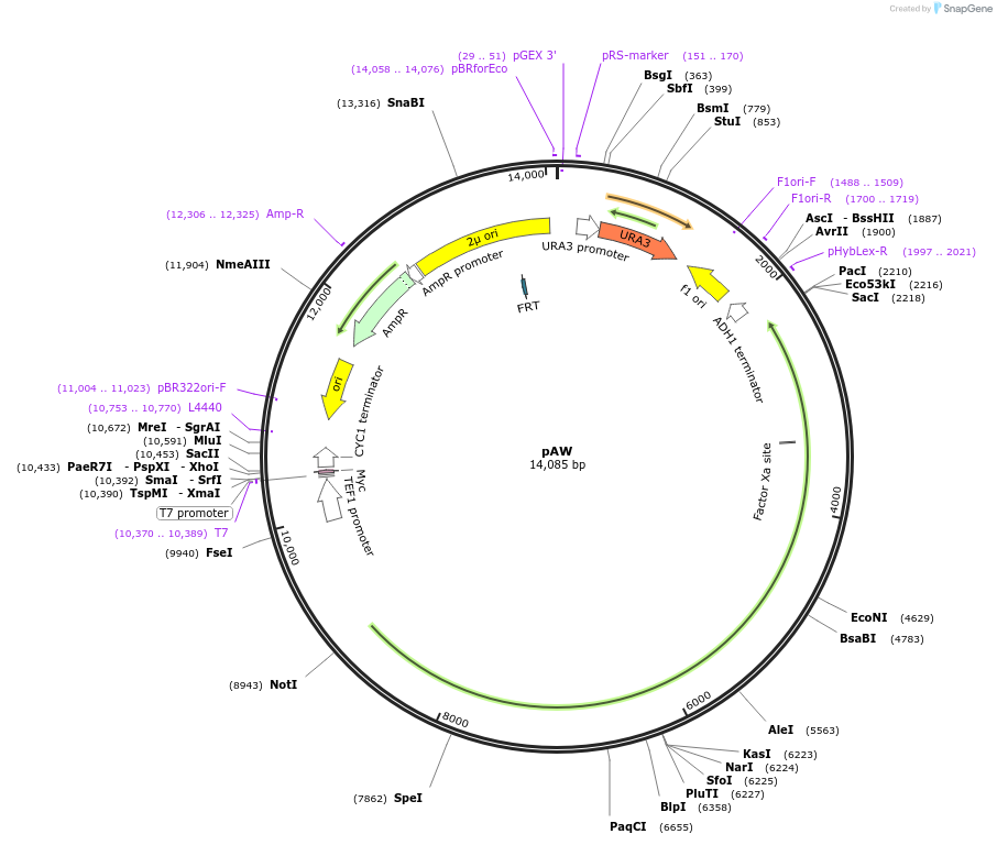 64745-plasmid-map-sequence-id-113019