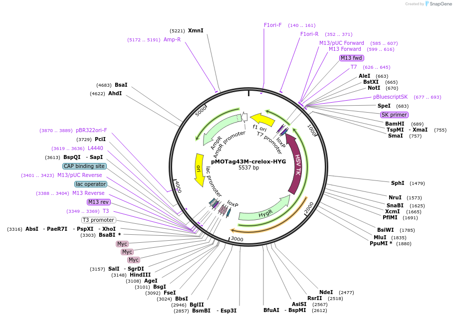 24031-plasmid-map-sequence-id-11302