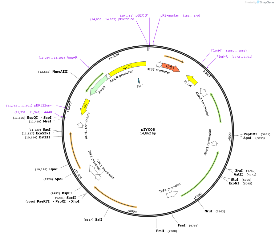 64743-plasmid-map-sequence-id-113022