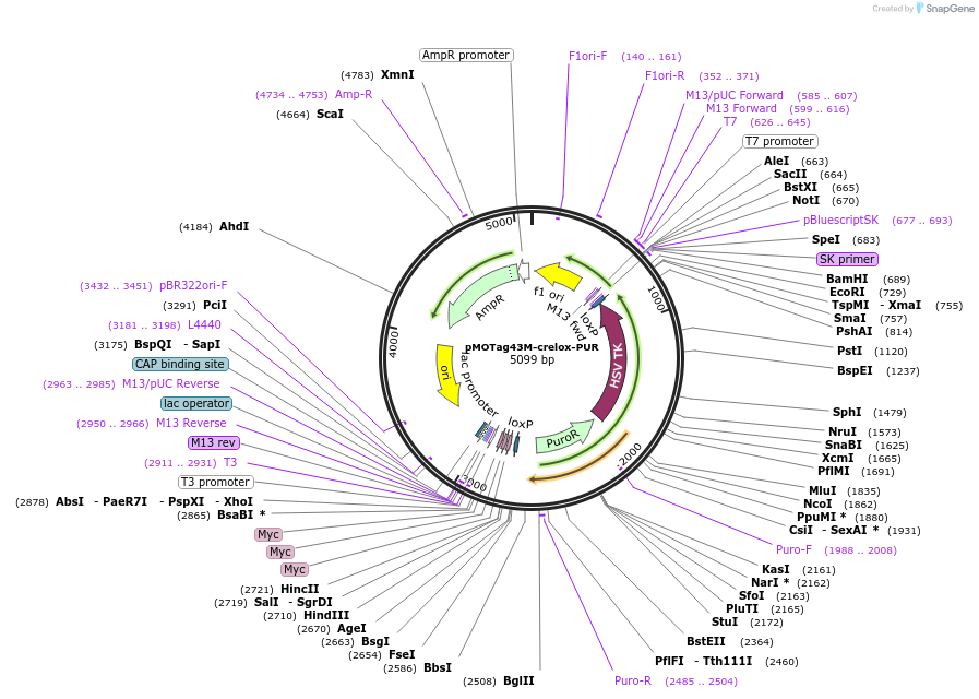 24032-plasmid-map-sequence-id-11303