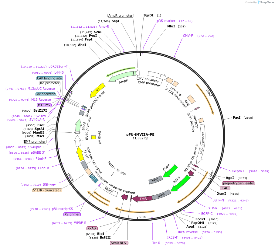 24146-plasmid-map-sequence-id-11320