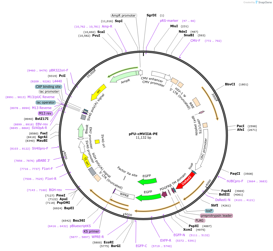 24147-plasmid-map-sequence-id-11321