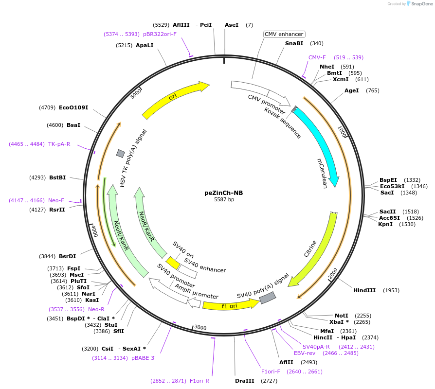 24173-plasmid-map-sequence-id-11326