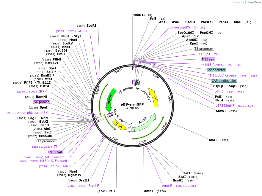 27172-plasmid-map-sequence-id-11333