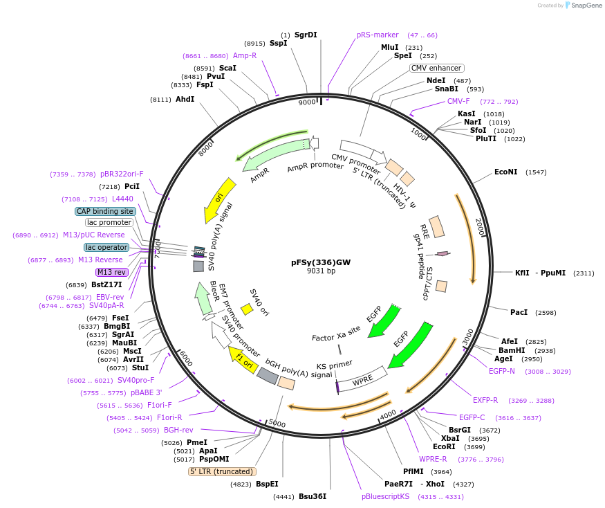 27231-plasmid-map-sequence-id-11340
