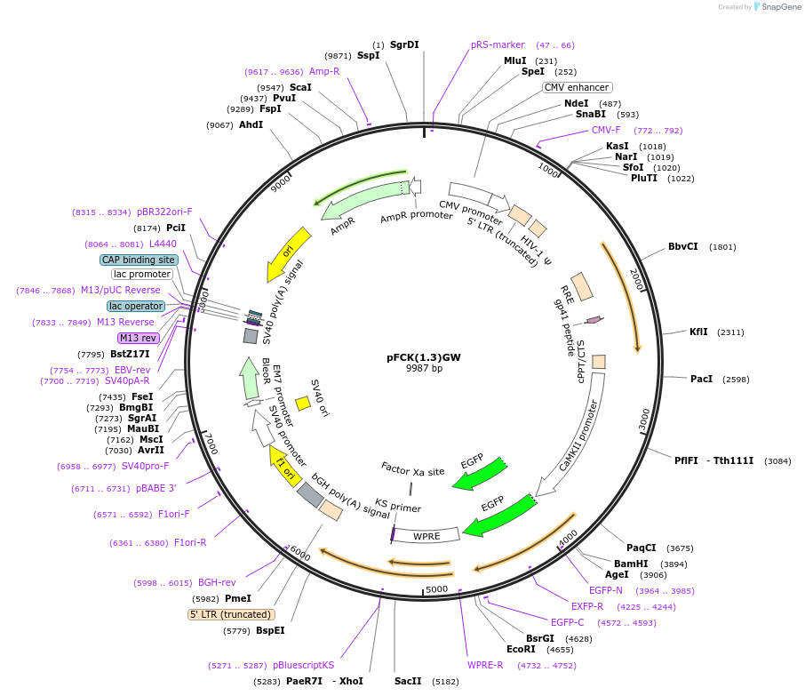 27230-plasmid-map-sequence-id-11341