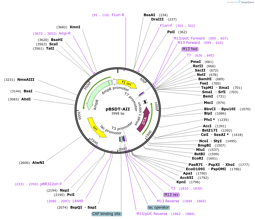 27179-plasmid-map-sequence-id-11344