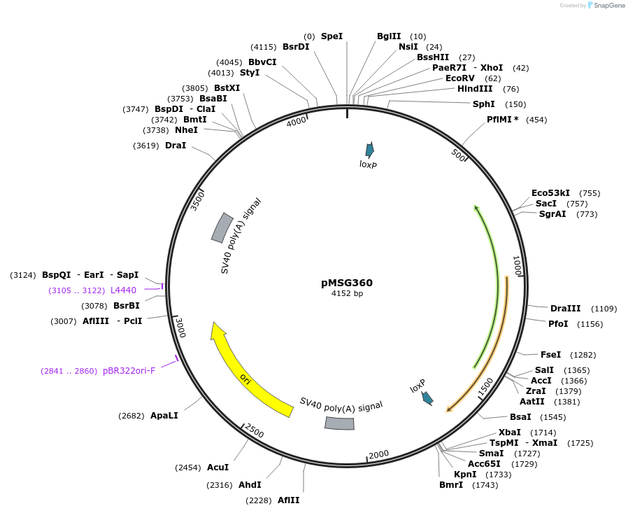 27155-plasmid-map-sequence-id-11345