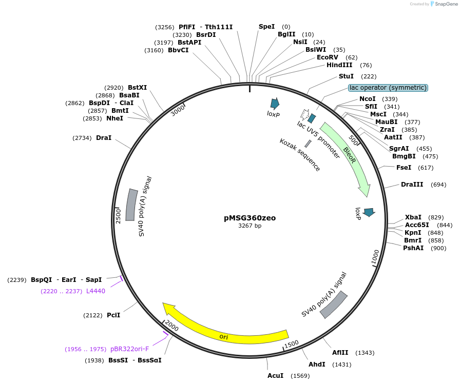 27154-plasmid-map-sequence-id-11346