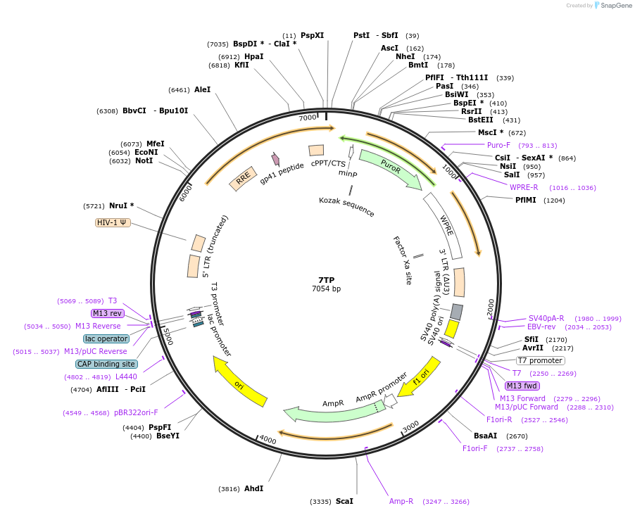 24309-plasmid-map-sequence-id-11358
