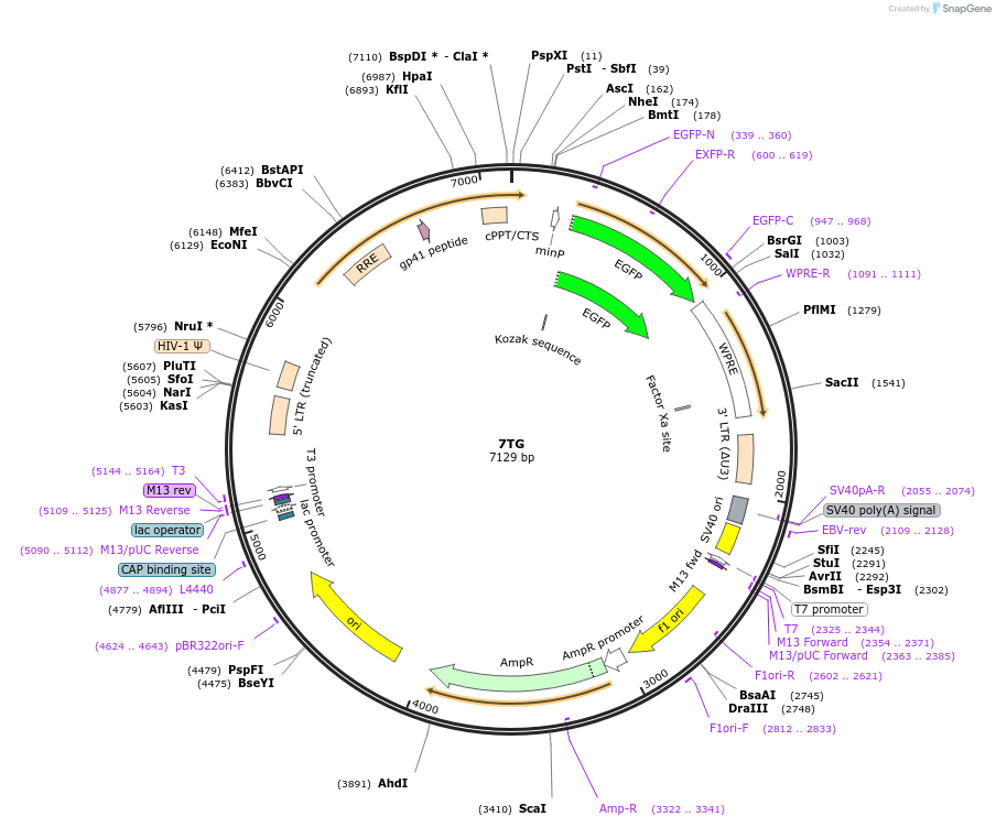 24314-plasmid-map-sequence-id-11363