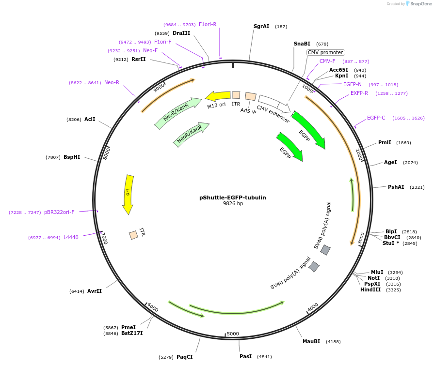 24327-plasmid-map-sequence-id-11365