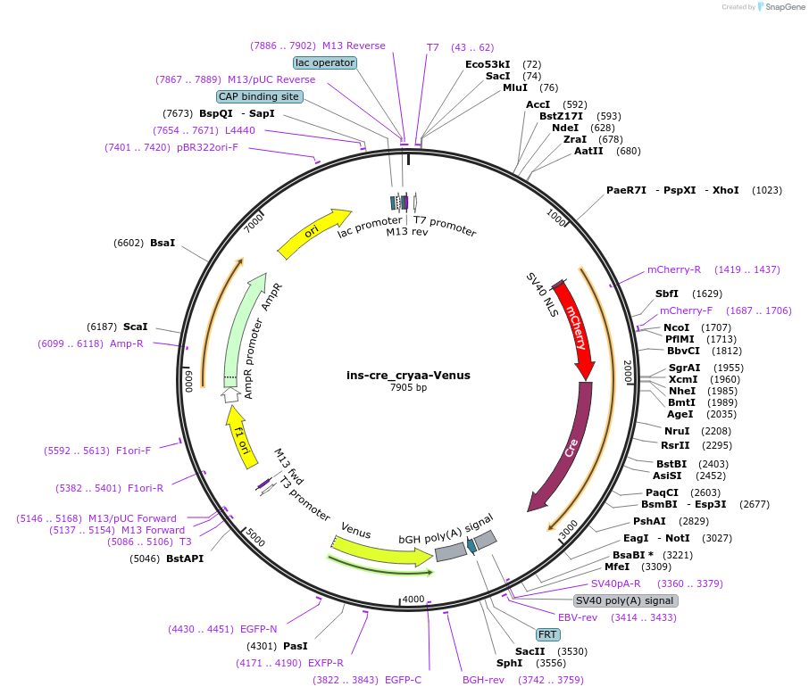 24333-plasmid-map-sequence-id-11366