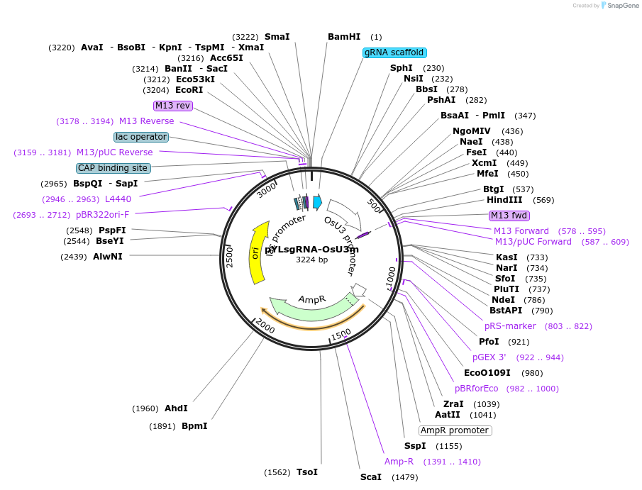 66193-plasmid-map-sequence-id-113663