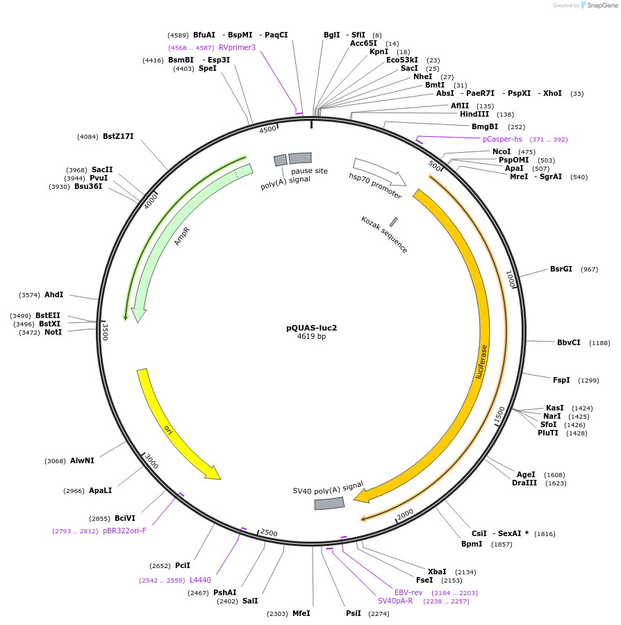 24337-plasmid-map-sequence-id-11369