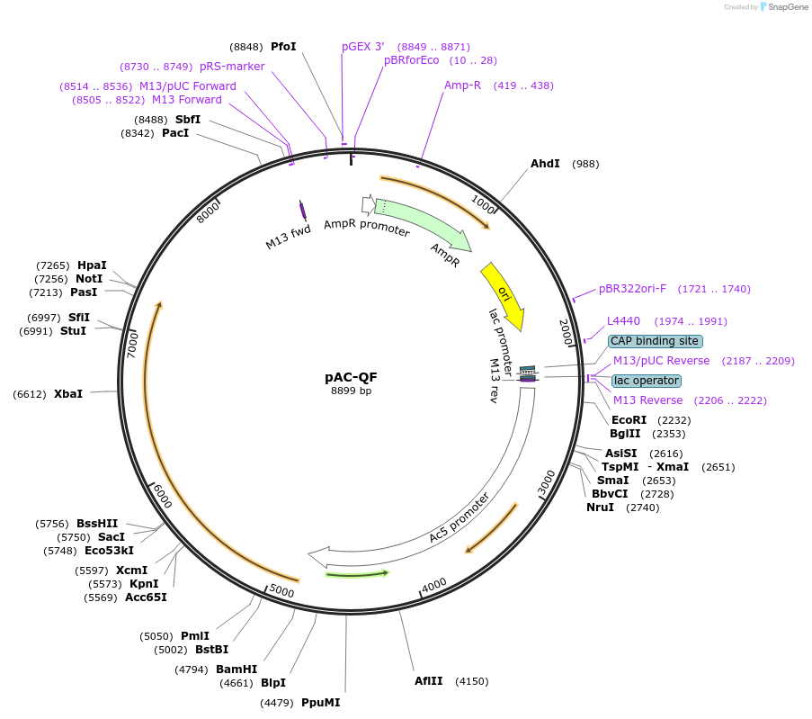 24338-plasmid-map-sequence-id-11370