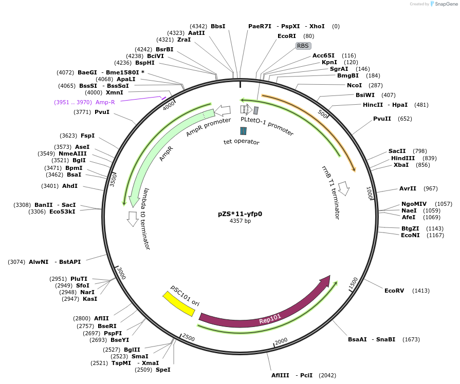 53241-plasmid-map-sequence-id-113709