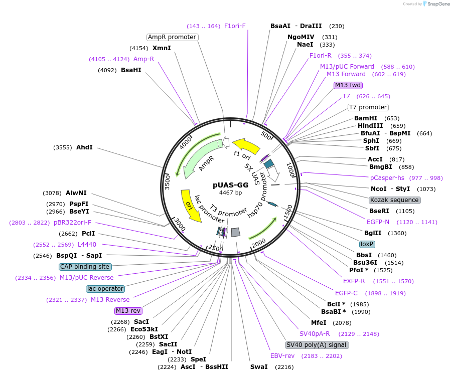 24342-plasmid-map-sequence-id-11374