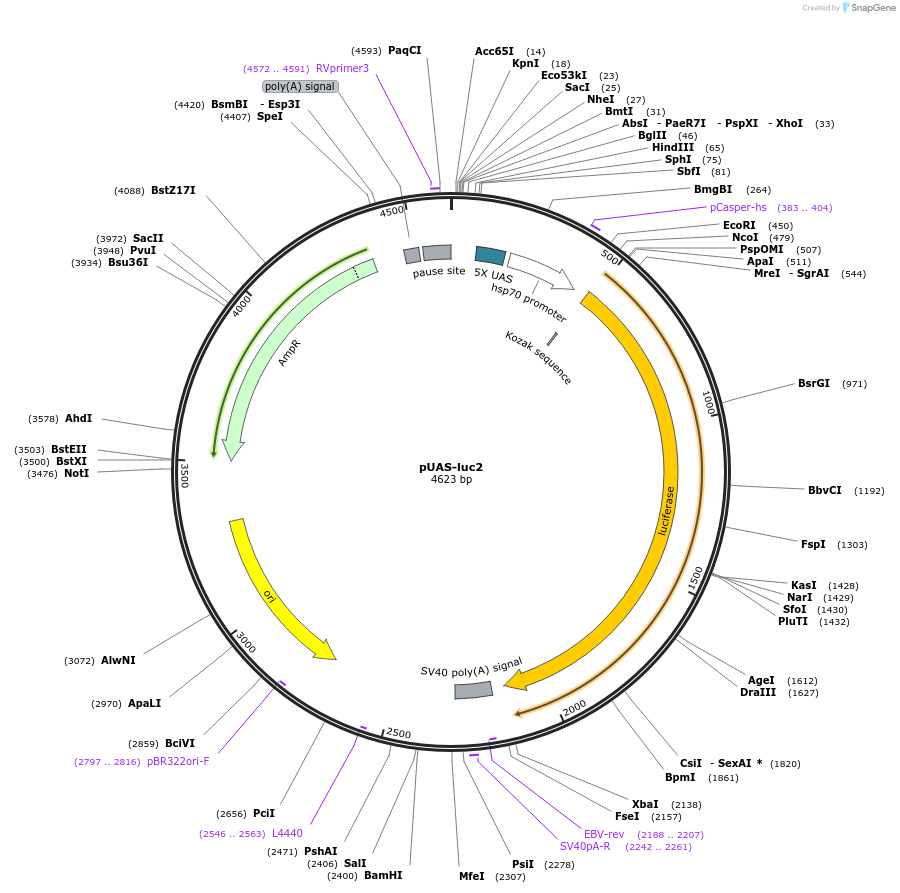 24343-plasmid-map-sequence-id-11375