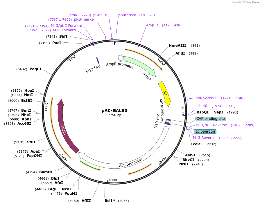 24346-plasmid-map-sequence-id-11378