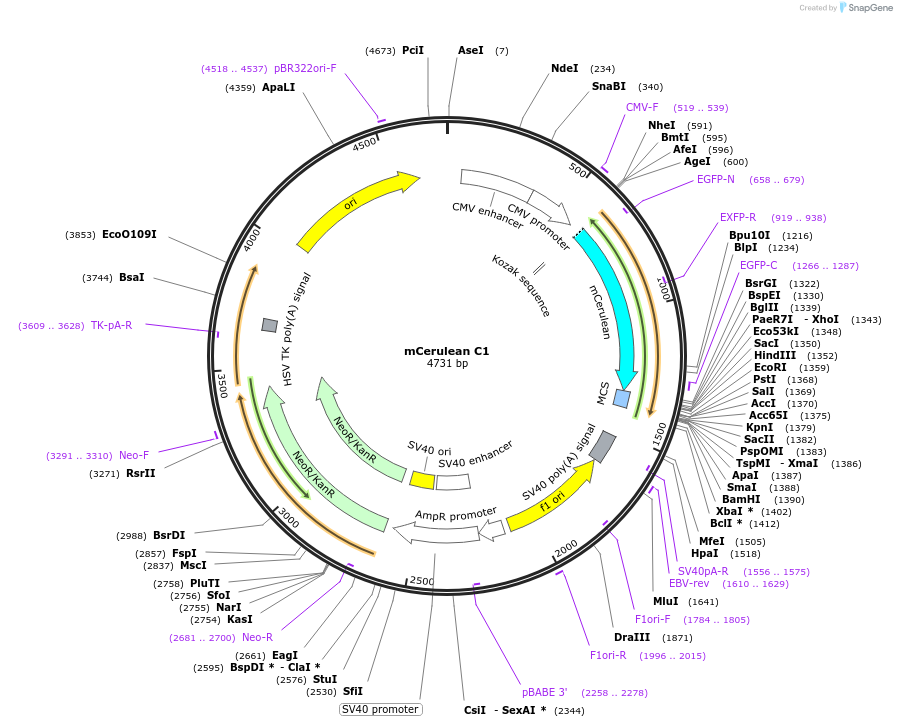 27796-plasmid-map-sequence-id-113785