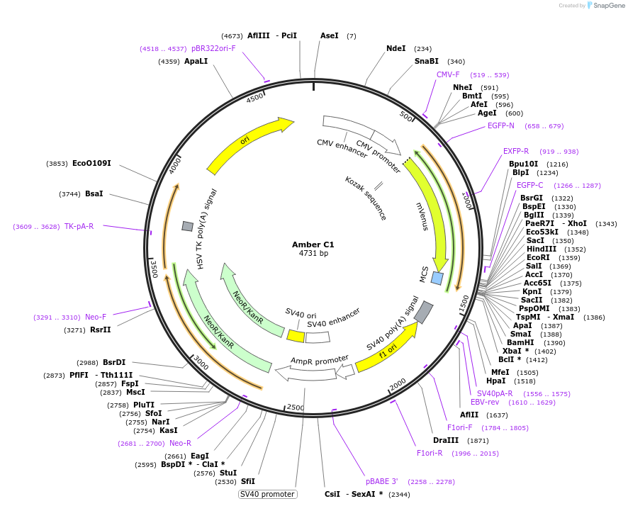 27797-plasmid-map-sequence-id-113787