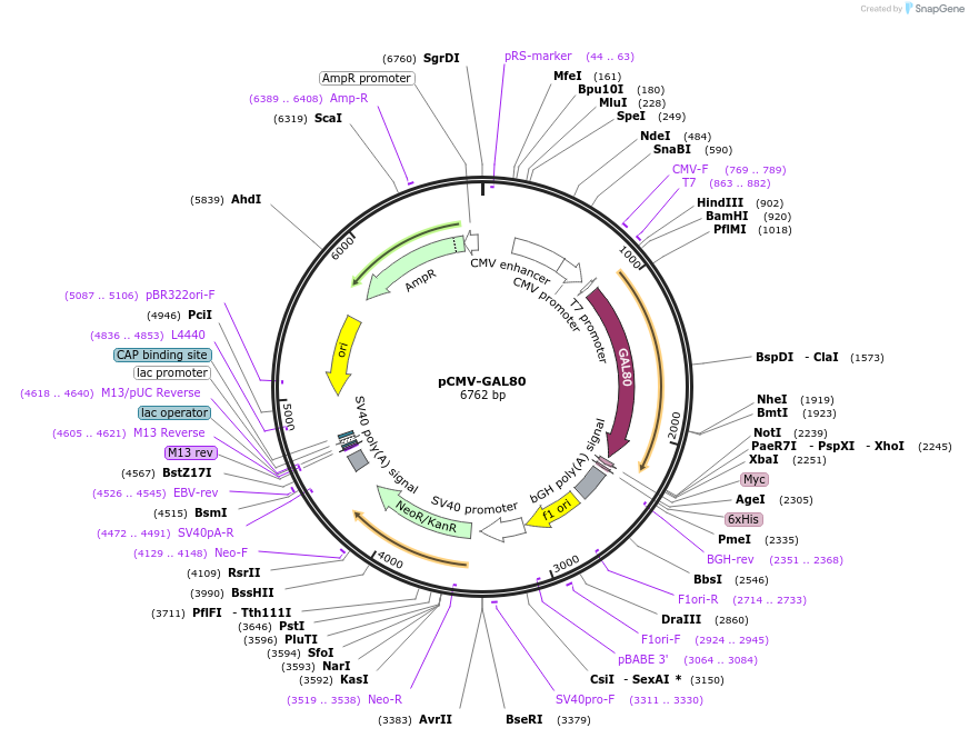 24347-plasmid-map-sequence-id-11379