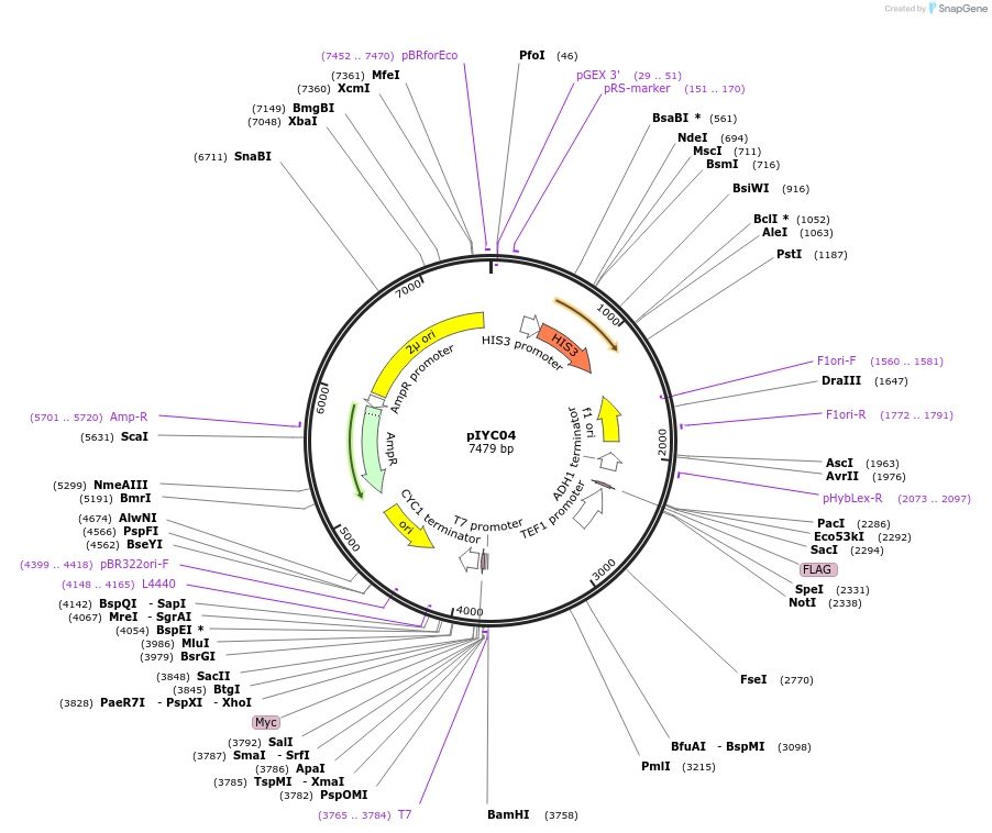 64741-plasmid-map-sequence-id-113790