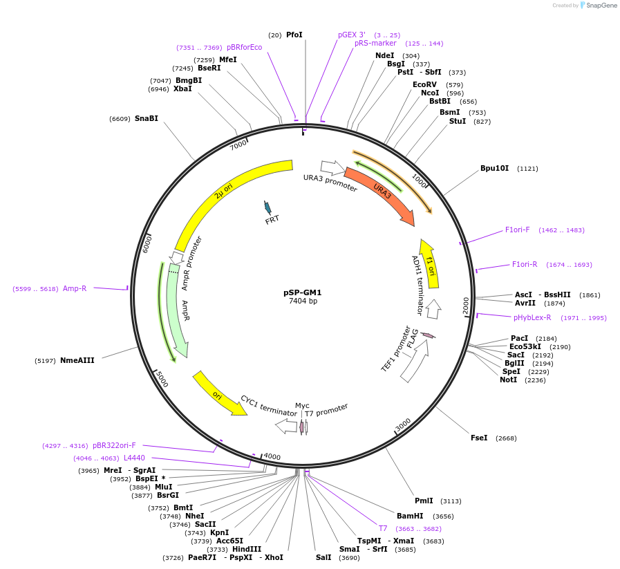 64739-plasmid-map-sequence-id-113791