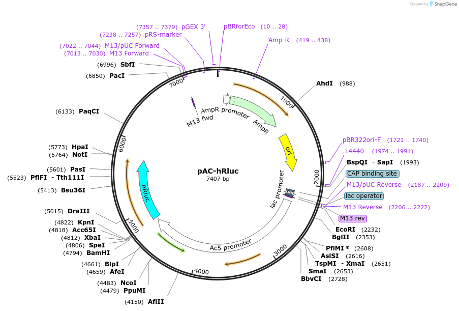 24348-plasmid-map-sequence-id-11380