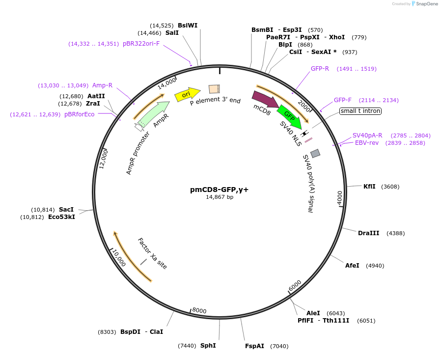 24350-plasmid-map-sequence-id-11382