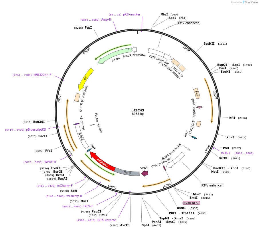 66565-plasmid-map-sequence-id-113829