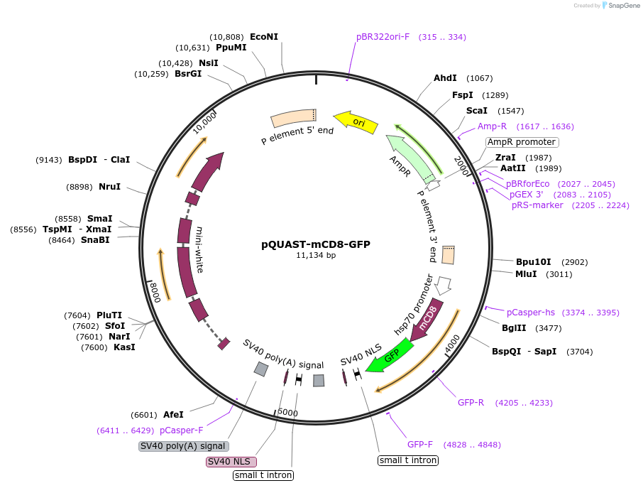 24351-plasmid-map-sequence-id-11383