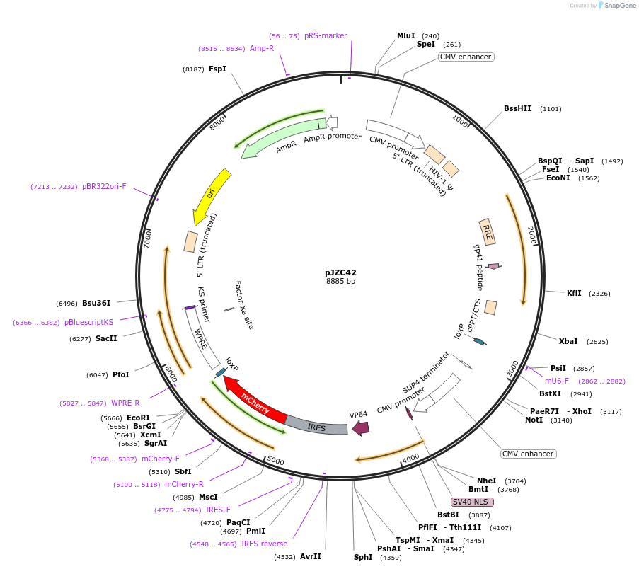 66564-plasmid-map-sequence-id-113832