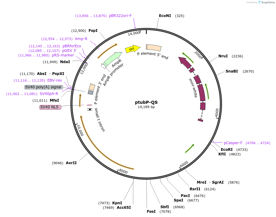 24352-plasmid-map-sequence-id-11384