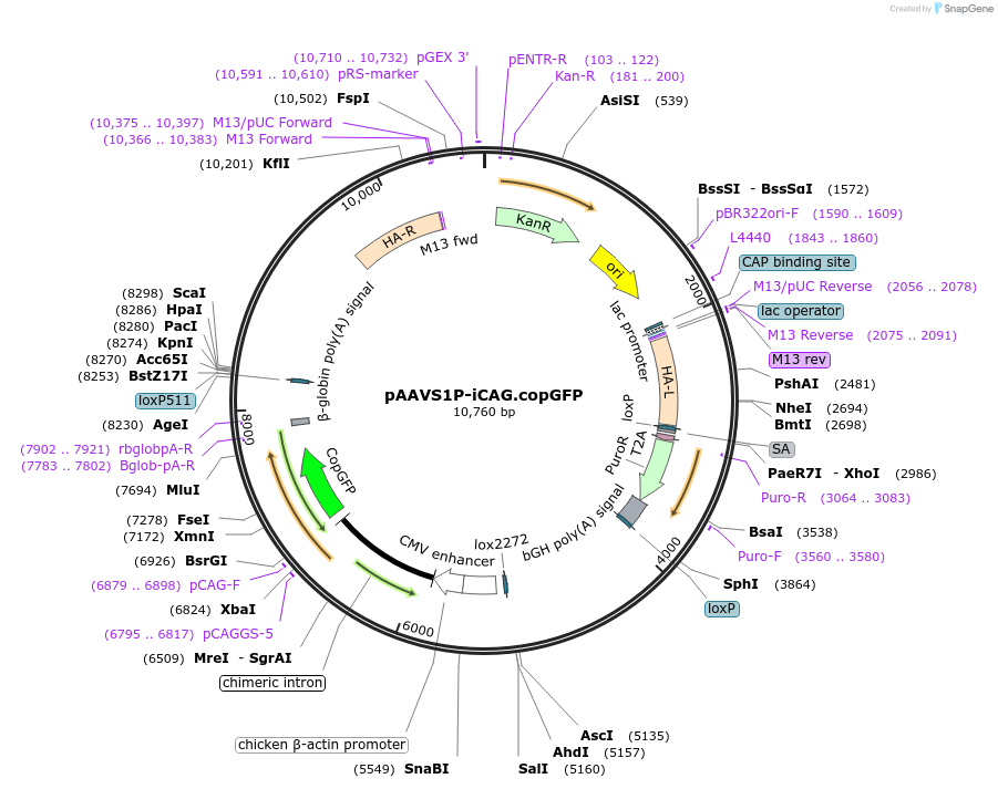 66577-plasmid-map-sequence-id-113857